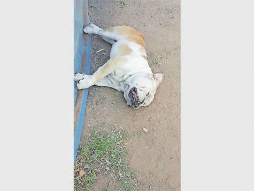 Brakkies is dood in die bure se erf gekry. Die persoon wat hom doodgemaak het, het sy geslagsdele afgesny.