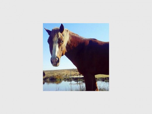 Die hings, ’n Boerperd Arabier kruising, het ’n lieflike temperament gehad.