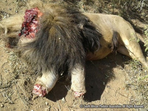 Een van die leeus wat afgemaai is in Bela-Bela. FOTO: Voorsien deur South African Predator Association.