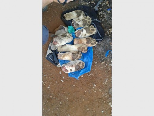 Die agt wit leeupote wat in die besit van drie Mosambiers gevind is in Giyani op 31 Mei.