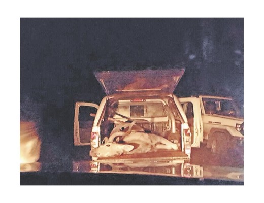 Die koedoebul agterin die bakkie wat aan vermeende wilddiewe behoort.