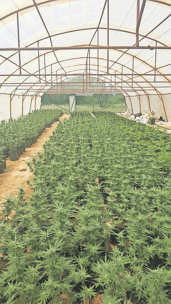 dagga; tonnels;