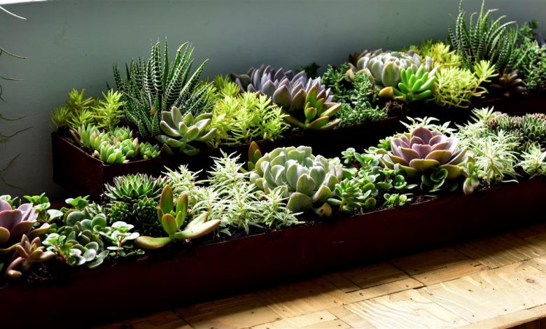 AliceCoetzee - 29-10-2021-gardening-growing succulents photo 1 (Medium)