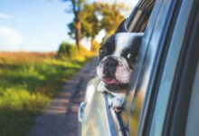 ElanaWagner-10-12-2021-Pets-DogRoadTrip.1 (Medium)