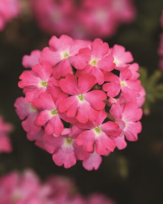 Alice Coetzee -05-08-2022 - gardening- we're planting verbena photo 5 -