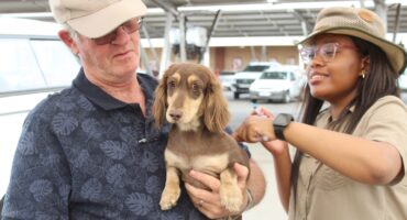 Dog being vaccinated against rabies