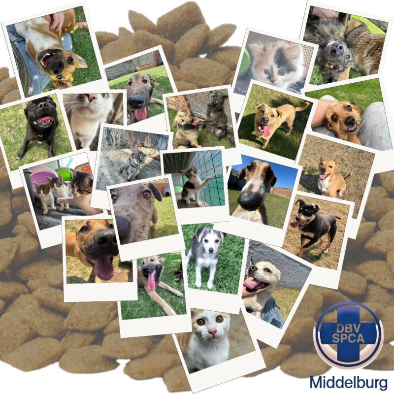 Cats and dogs, middelburg, spca, donate, pet food