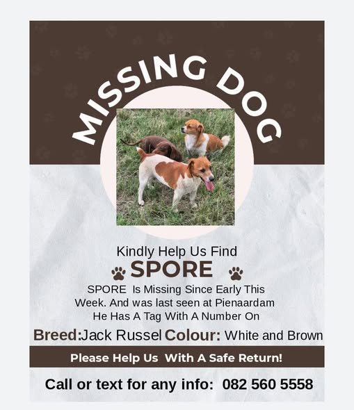 Missing dog, hond, spore, jack russel, middelburg