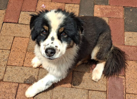 Fluffy black and white dog with sad eyes sits on red and beige brick pavement, looking up. Its fur is soft, and it conveys a calm presence.