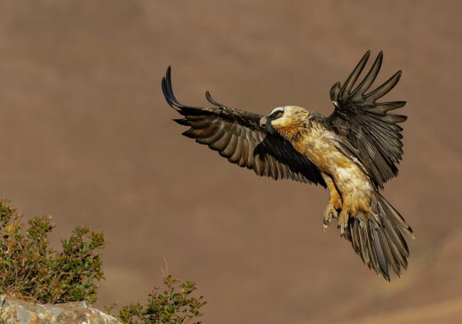 Birdlasser, birding, fotograaf, voelkykers, mpumalanga, middelburg, kranspoort, Suid-Afrika, Rare birds, Loskop, natuur