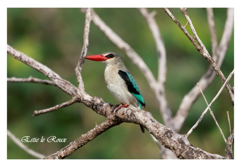 Birdlasser, birding, fotograaf, voelkykers, mpumalanga, middelburg, kranspoort, Suid-Afrika, Rare birds, Loskop, natuur