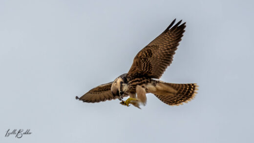 Birdlasser, birding, fotograaf, voelkykers, mpumalanga, middelburg, kranspoort, Suid-Afrika, Rare birds, Loskop, natuur