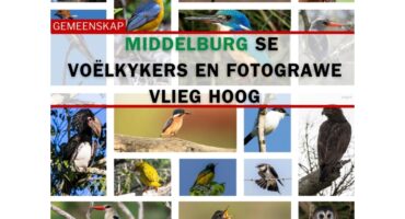 Birdlasser, birding, fotograaf, voelkykers, mpumalanga, middelburg, kranspoort, Suid-Afrika, Rare birds, Loskop, natuur