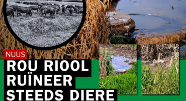 Rondebosch, Middelburg, besoedeling, vee, riool, rioolwater, rou riool, pieter joubert