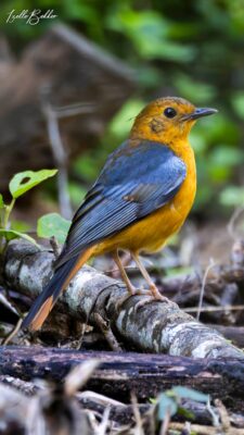 Birdlasser, birding, fotograaf, voelkykers, mpumalanga, middelburg, kranspoort, Suid-Afrika, Rare birds, Loskop, natuur