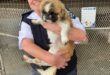 SPCA, dog, cat, donation, middelburg, shelter