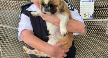 SPCA, dog, cat, donation, middelburg, shelter