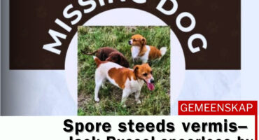 Missing dog, Spore, Middelburg