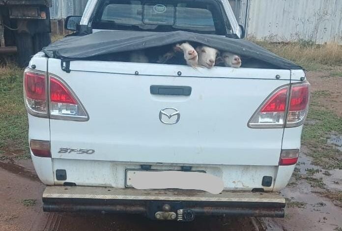 A white Mazda BT-50 truck with a tarp-covered bed holds several goats peeking out. Overcast sky and wire fence in the background. A sense of curiosity is conveyed.