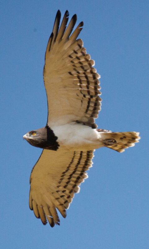 Birdlasser, birding, fotograaf, voelkykers, mpumalanga, middelburg, kranspoort, Suid-Afrika, Rare birds, Loskop, natuur
