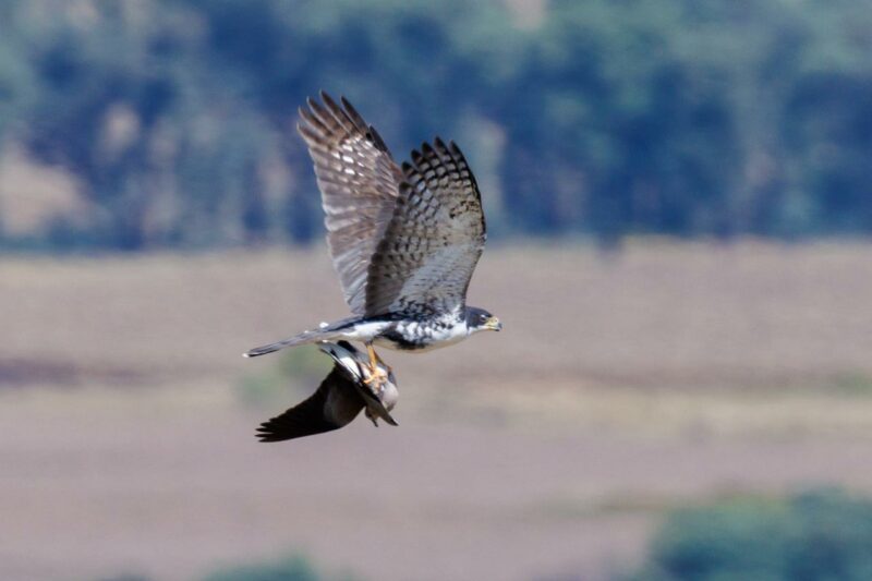 Birdlasser, birding, fotograaf, voelkykers, mpumalanga, middelburg, kranspoort, Suid-Afrika, Rare birds, Loskop, natuur