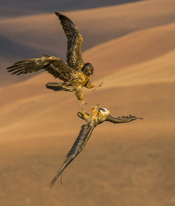 Birdlasser, birding, fotograaf, voelkykers, mpumalanga, middelburg, kranspoort, Suid-Afrika, Rare birds, Loskop, natuur