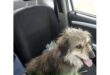 Lost dog hitches ride to town after separating from his owner.