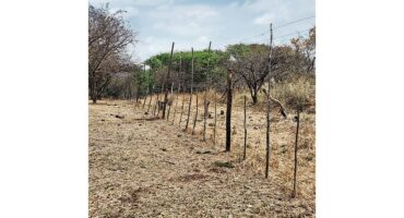 Blood trailso n the farm bears silent testimony of the violence the night before.