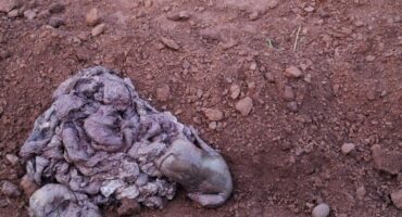 Animal waste from the Medina abattoir.