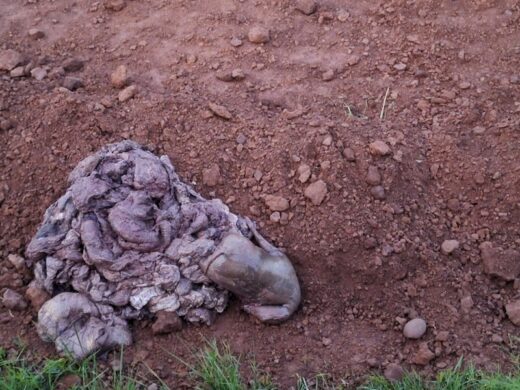 Animal waste from the Medina abattoir. 