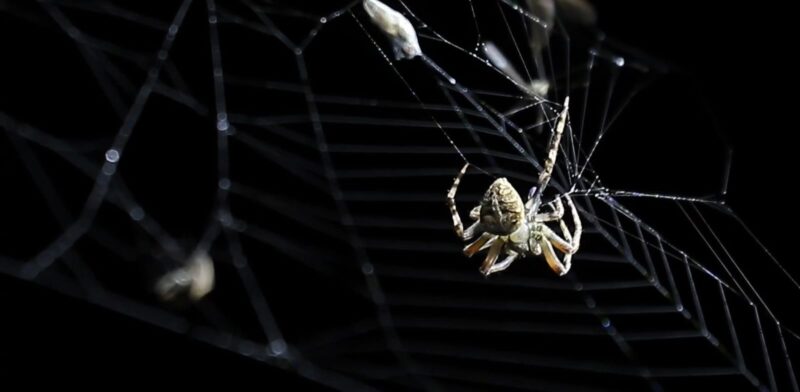 spider in a web