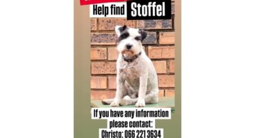 A photo of a Jack Russel that went missing on Monday. The dog is white with black spots.