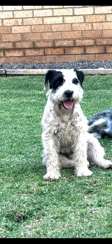 A white Jack Russel with black spots. 