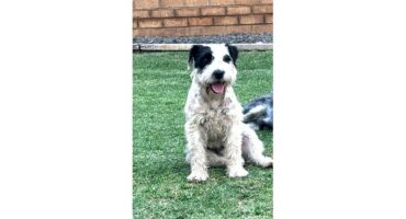 A white Jack Russel with black spots.