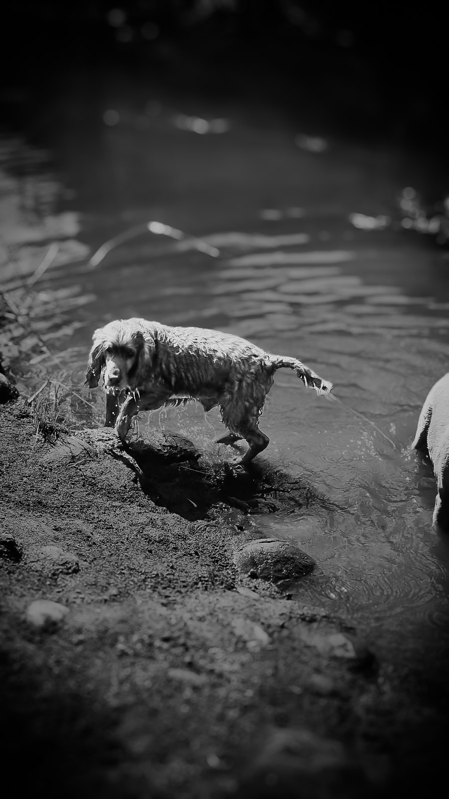 Hond, dog, lost dog, verlore hond, bennie, middelburg, mpumalanga