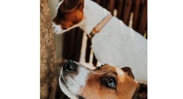 NEW YEARS EVE, ANIMALS, PETS, MIDDELBURG, SPCA, 31 DECEMBER, FIREWORKS