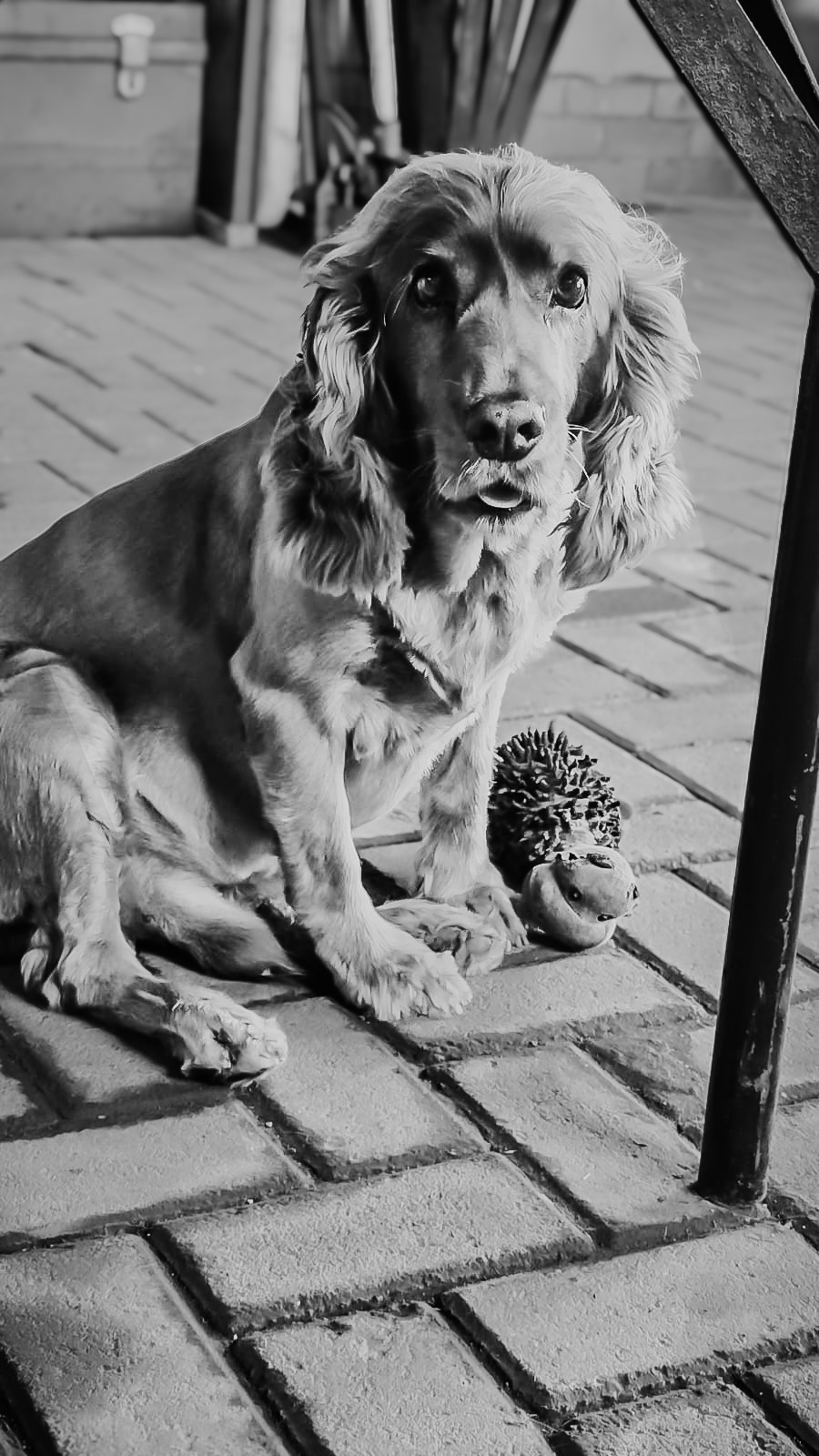 Hond, dog, lost dog, verlore hond, bennie, middelburg, mpumalanga