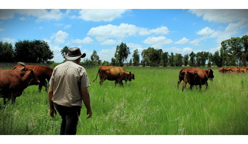 bek-en-klouseer, landbou, boere, middelburg, mpumalanga, kudde, inent, inenting, staat veearts, beeste, agri, virus, bek en klou