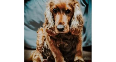 Hond, dog, lost dog, verlore hond, bennie, middelburg, mpumalanga