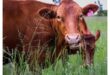 A cow.