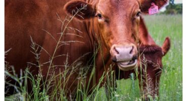 A cow.