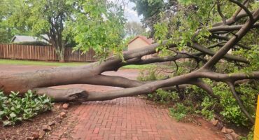 Tree that fell after the storm on November 30 in Middelburg.