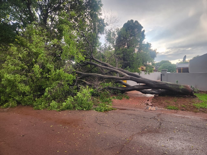 Tree that fell during storm in Middelburg on November 30.