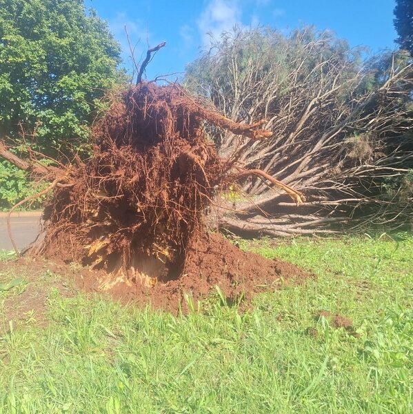 Tree that fell during storm in Middelburg on November 30th.