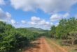 A dirt road stretches into the distance, flanked by lush green bushes and trees. Rolling green hills and a partly cloudy blue sky create a serene landscape.