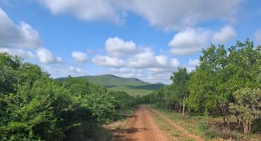 A dirt road stretches into the distance, flanked by lush green bushes and trees. Rolling green hills and a partly cloudy blue sky create a serene landscape.