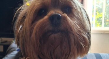 Photo of a Yorkshire Terrier who is missing.