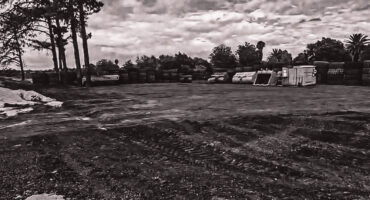 Middelburg, denne bome, afgesny, verdoorn straat, mpumalanga, stlm