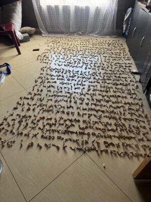 Hundreds of twisted nyaope packets are spread evenly across a tiled floor inside a room with light coming through sheer curtains, creating a rustic feel.