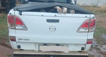 A white pickup truck with goats peeking out from under a tarp in the back. The scene is muddy and overcast, conveying a humorous and rustic tone.